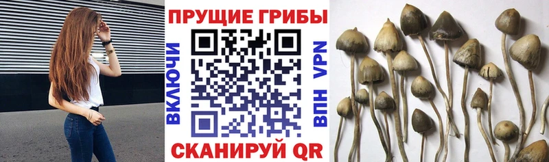 Псилоцибиновые грибы Psilocybine cubensis  Юрьевец 